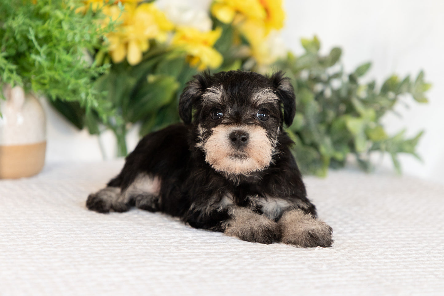 Miniature Schnauzer Female (Minnie)