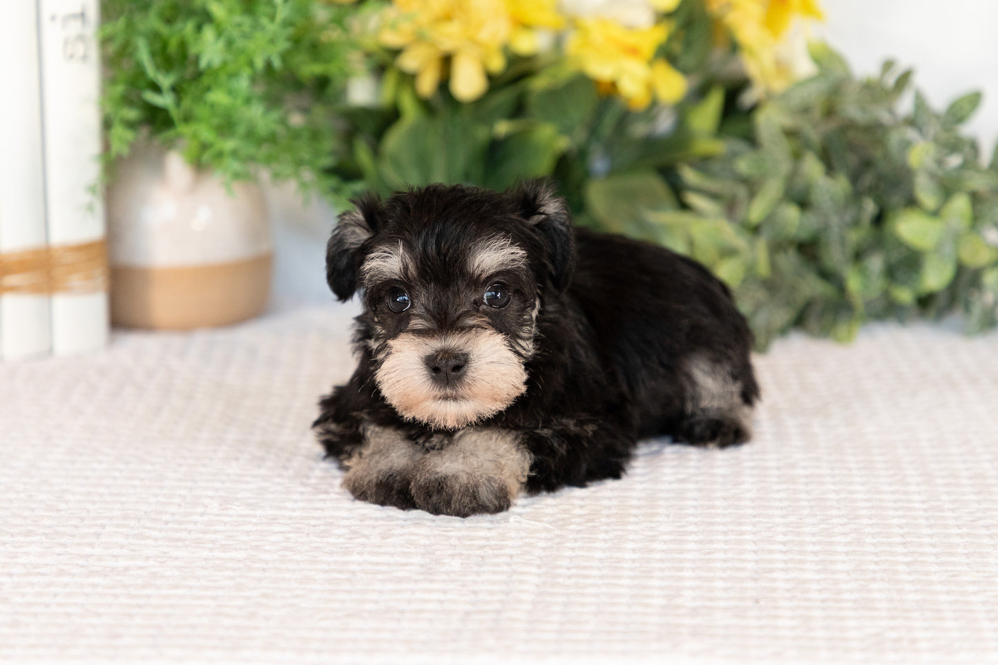 Miniature Schnauzer Female (Minnie)