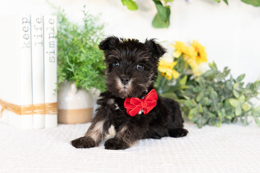 Miniature Schnauzer Female (May)