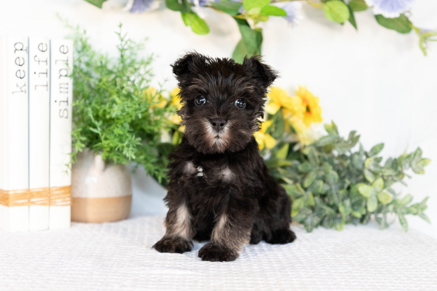 Miniature Schnauzer Female (May)