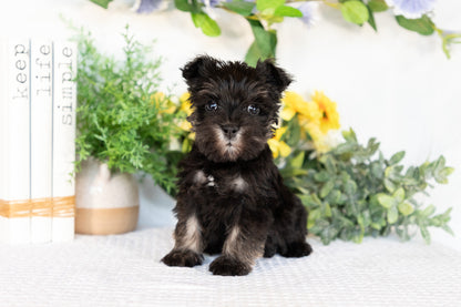Miniature Schnauzer Female (May)