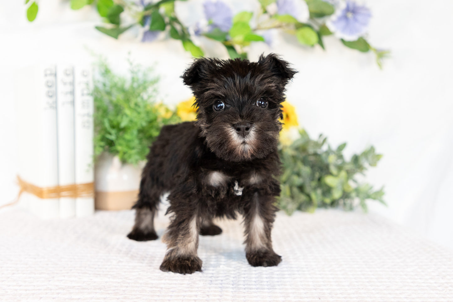 Miniature Schnauzer Female (May)