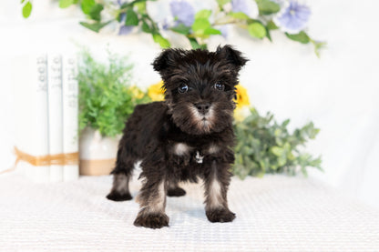 Miniature Schnauzer Female (May)