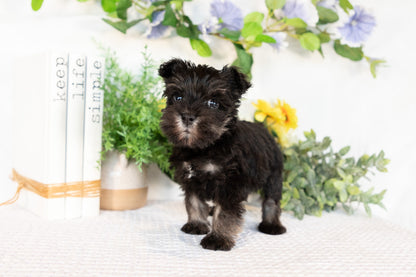 Miniature Schnauzer Female (May)