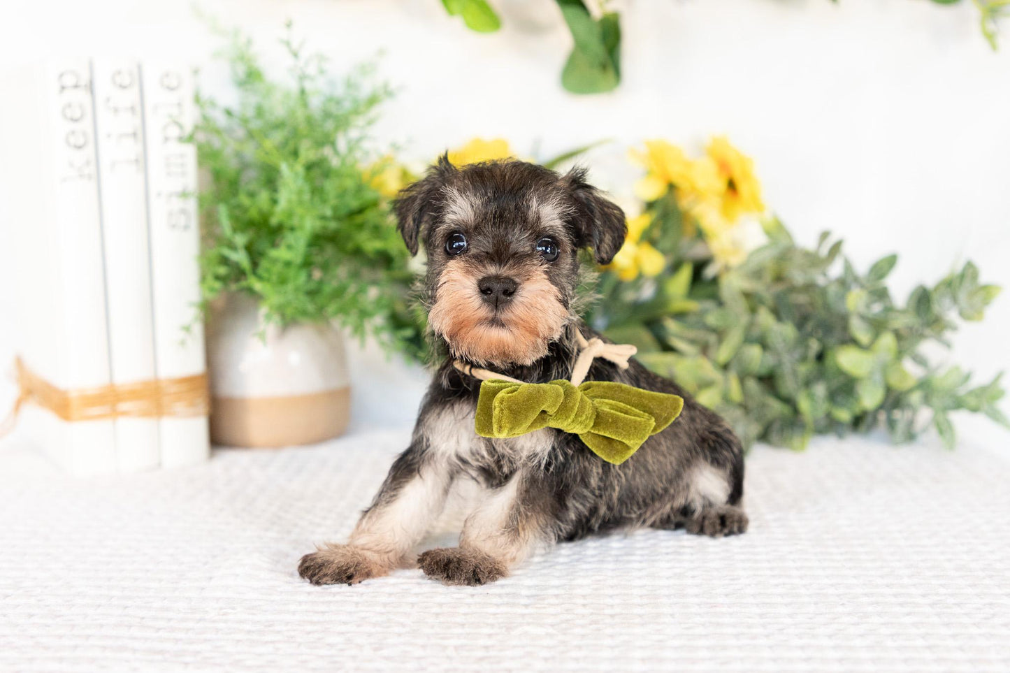 Miniature Schnauzer Female (Maisie)