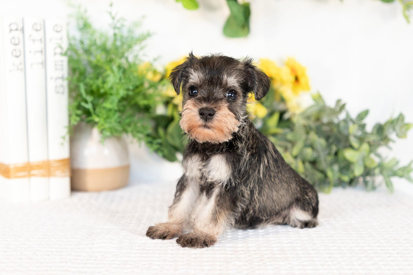 Miniature Schnauzer Female (Maisie)