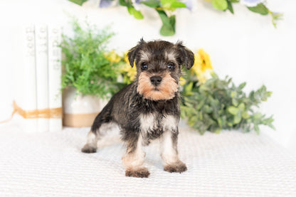 Miniature Schnauzer Female (Maisie)