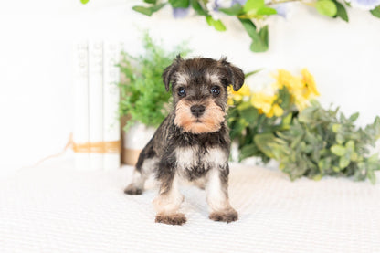 Miniature Schnauzer Female (Maisie)