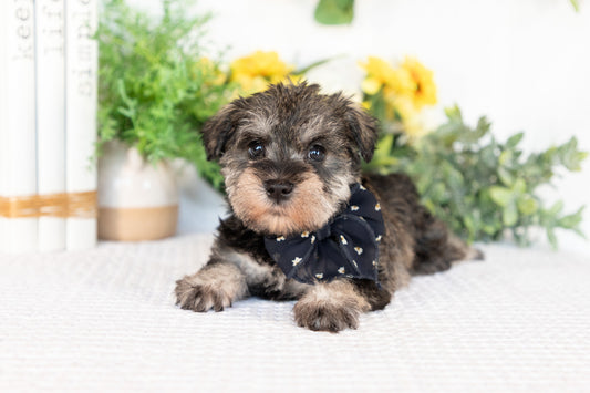 Miniature Schnauzer Female (Marley)