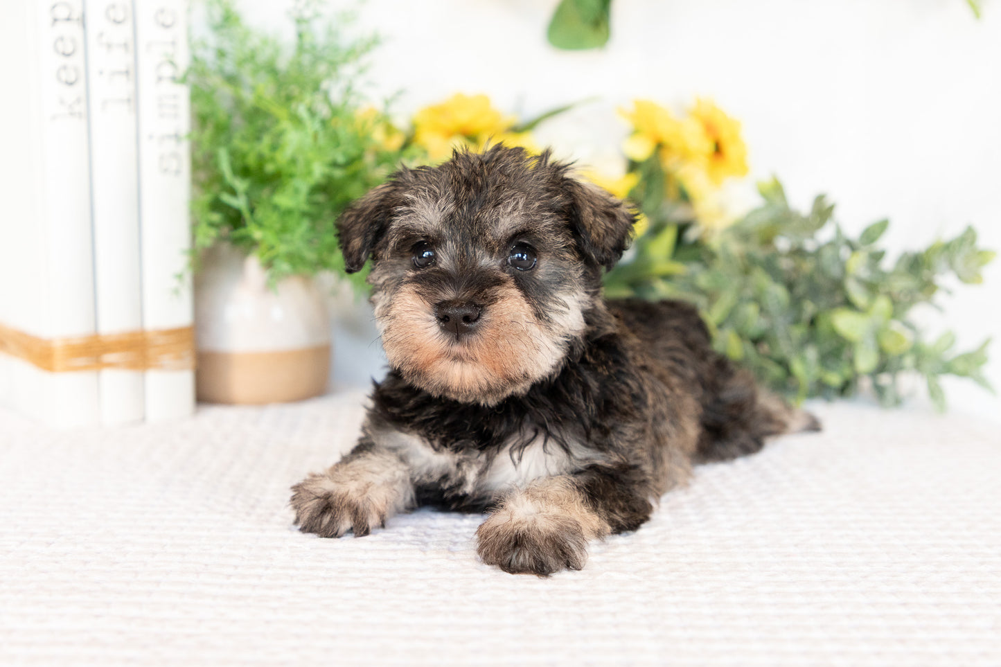 Miniature Schnauzer Female (Marley)