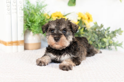 Miniature Schnauzer Female (Marley)