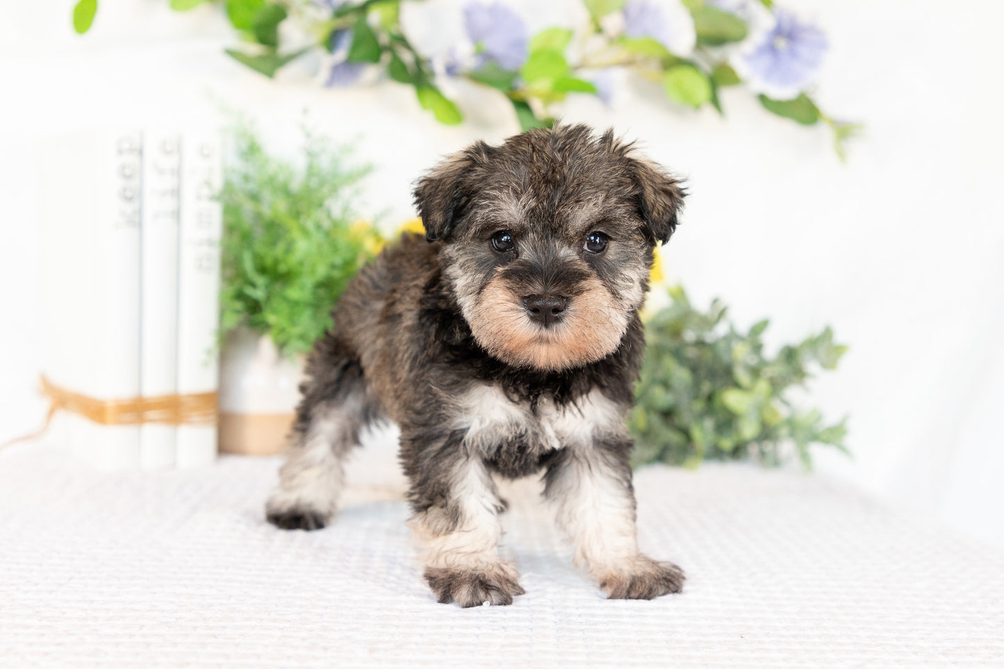 Miniature Schnauzer Female (Marley)