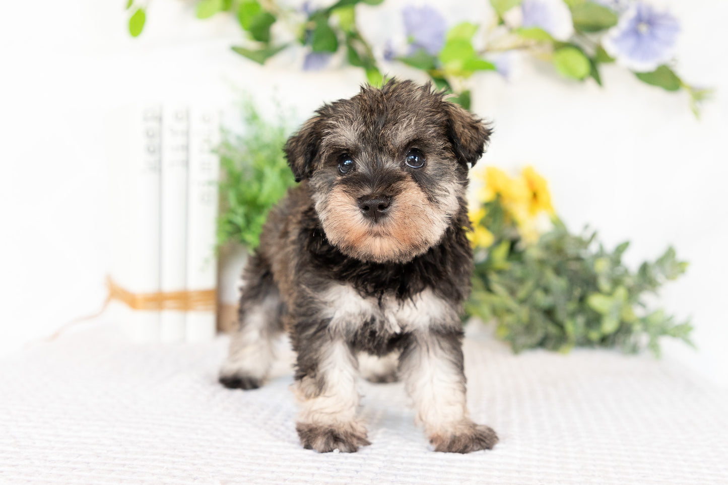 Miniature Schnauzer Female (Marley)