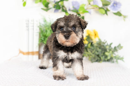 Miniature Schnauzer Female (Marley)