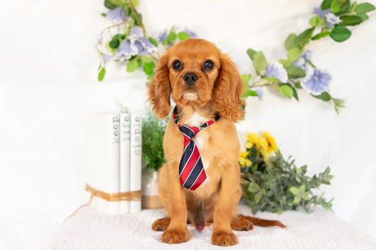 Cavalier King Charles Spaniel Male (Ranger)