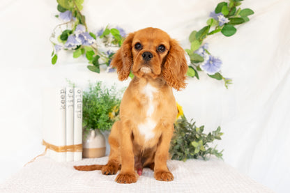 Cavalier King Charles Spaniel Male (Ranger)