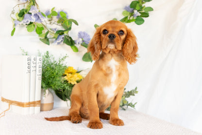 Cavalier King Charles Spaniel Male (Ranger)