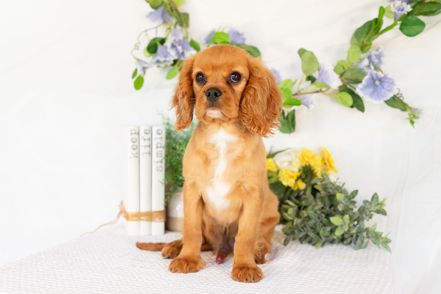 Cavalier King Charles Spaniel Male (Ranger)