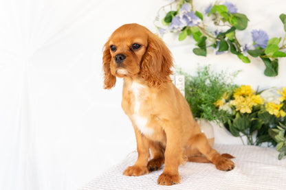 Cavalier King Charles Spaniel Male (Ranger)