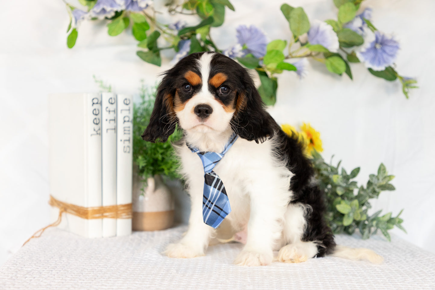 Cavalier King Charles Spaniel Male (Joey)
