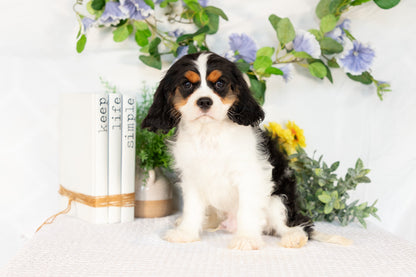 Cavalier King Charles Spaniel Male (Joey)