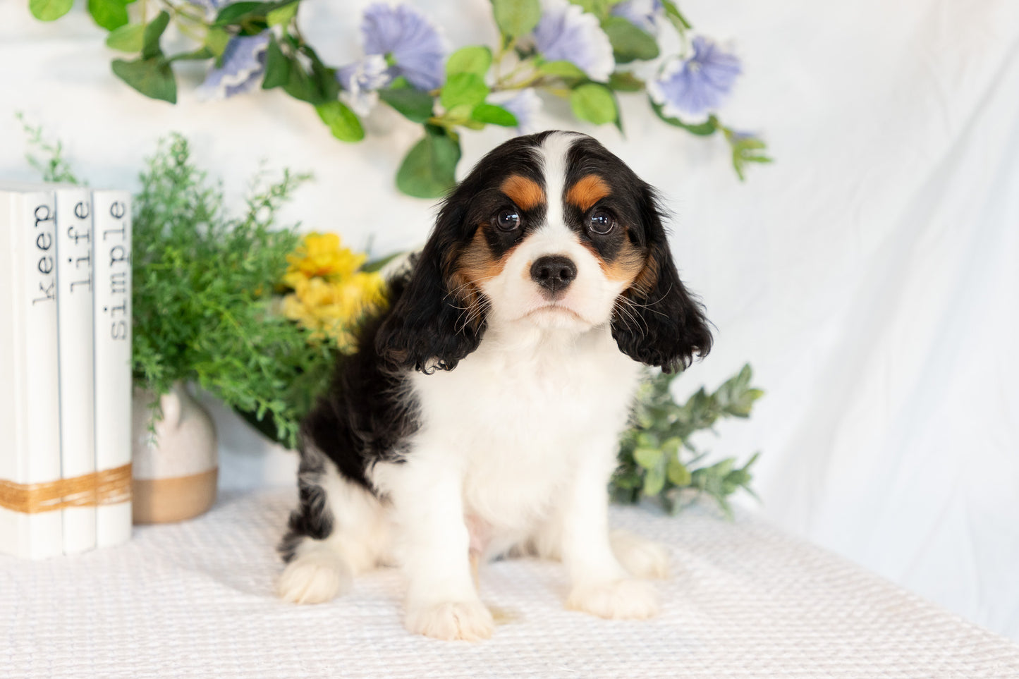Cavalier King Charles Spaniel Male (Joey)