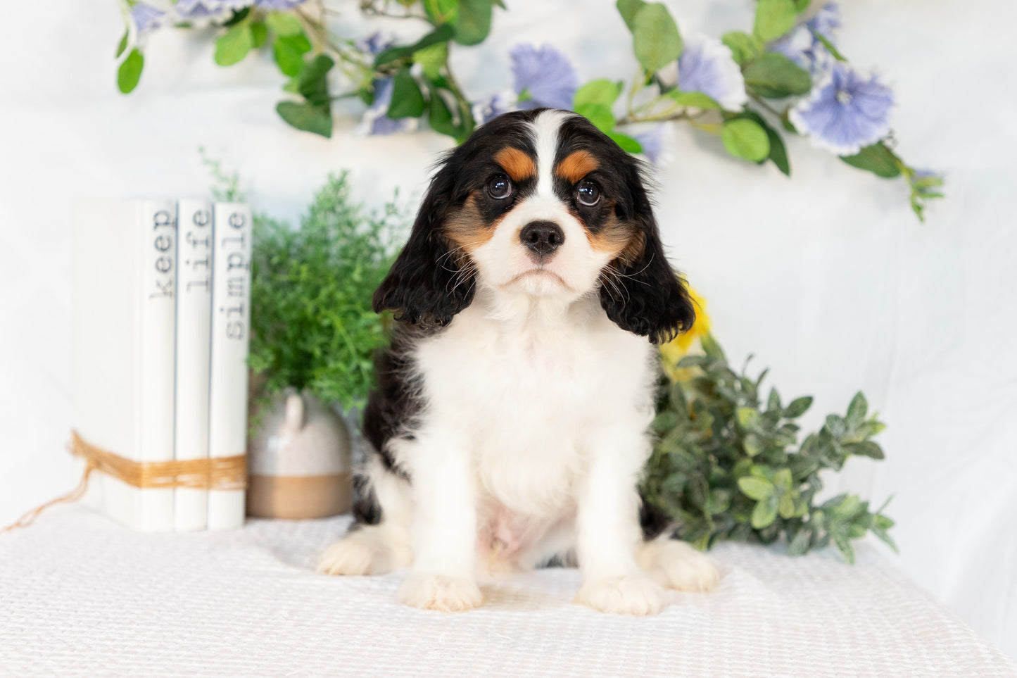 Cavalier King Charles Spaniel Male (Joey)