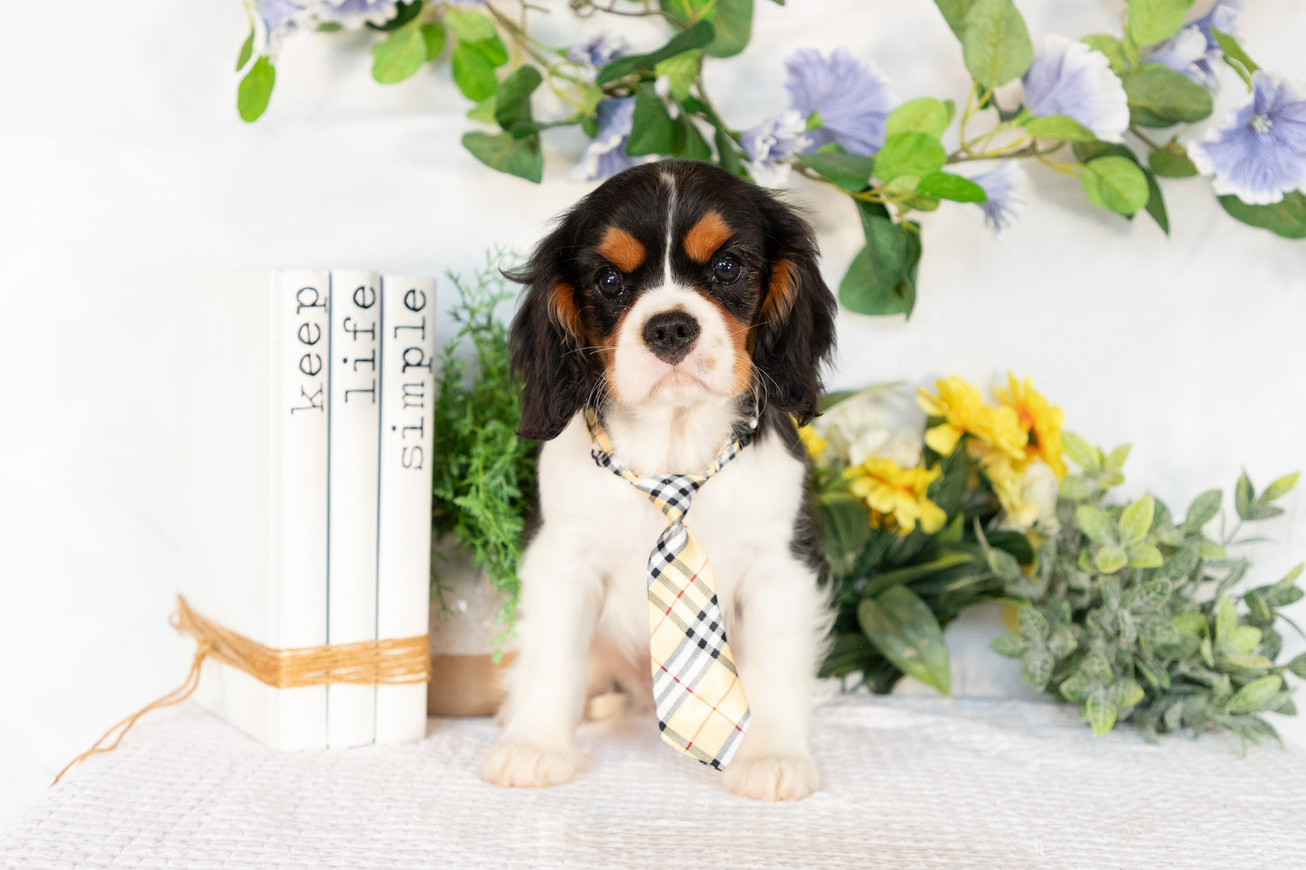 Cavalier King Charles Spaniel Male (Kingston)