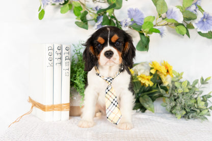 Cavalier King Charles Spaniel Male (Kingston)