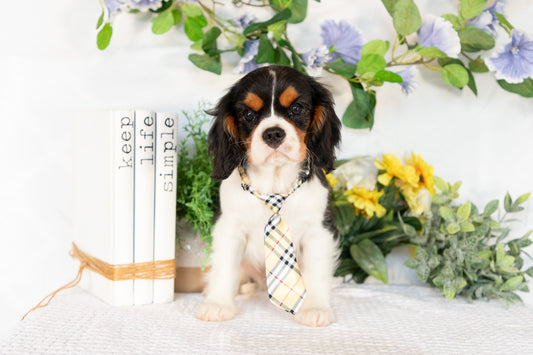 Cavalier King Charles Spaniel Male (Kingston)