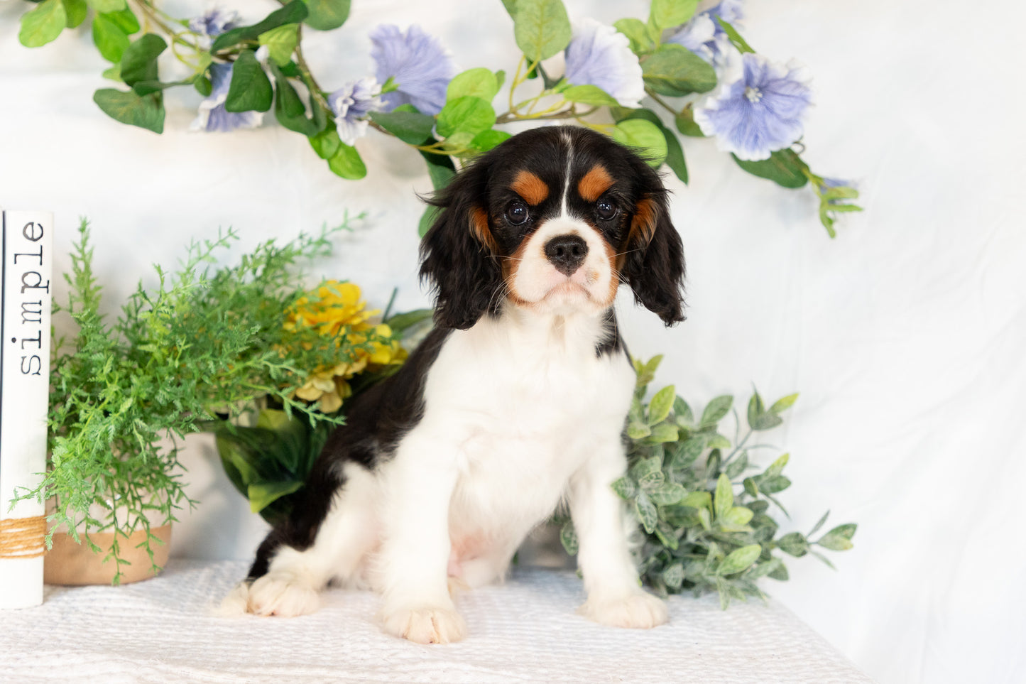 Cavalier King Charles Spaniel Male (Kingston)