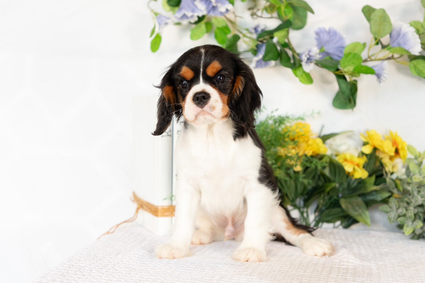 Cavalier King Charles Spaniel Male (Kingston)