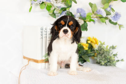 Cavalier King Charles Spaniel Male (Kingston)