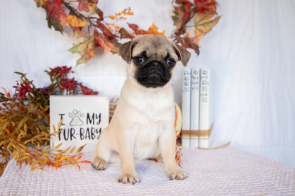 Pug Female (Mattie)