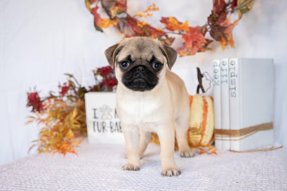 Pug Female (Mattie)