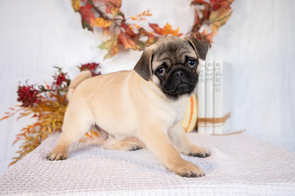 Pug Male (Milan)