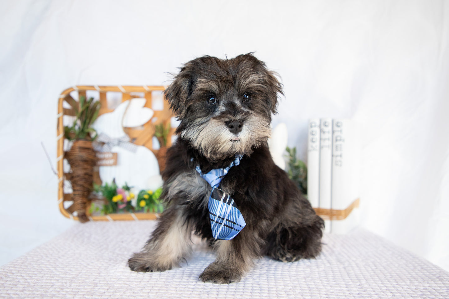 Miniature Schnauzer Male (Leo)