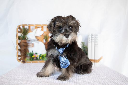 Miniature Schnauzer Male (Leo)