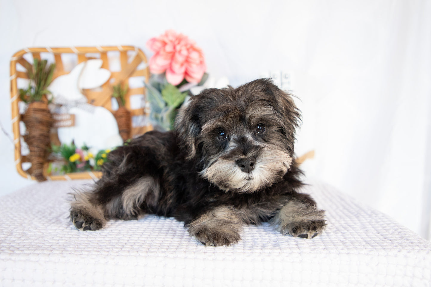Miniature Schnauzer Male (Leo)