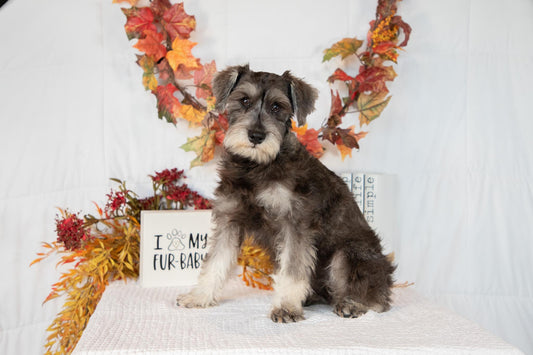 Miniature Schnauzer Female (Kingsley)