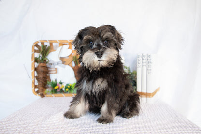 Miniature Schnauzer Male (Leo)