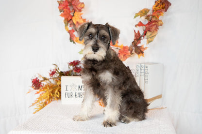 Miniature Schnauzer Female (Kingsley)