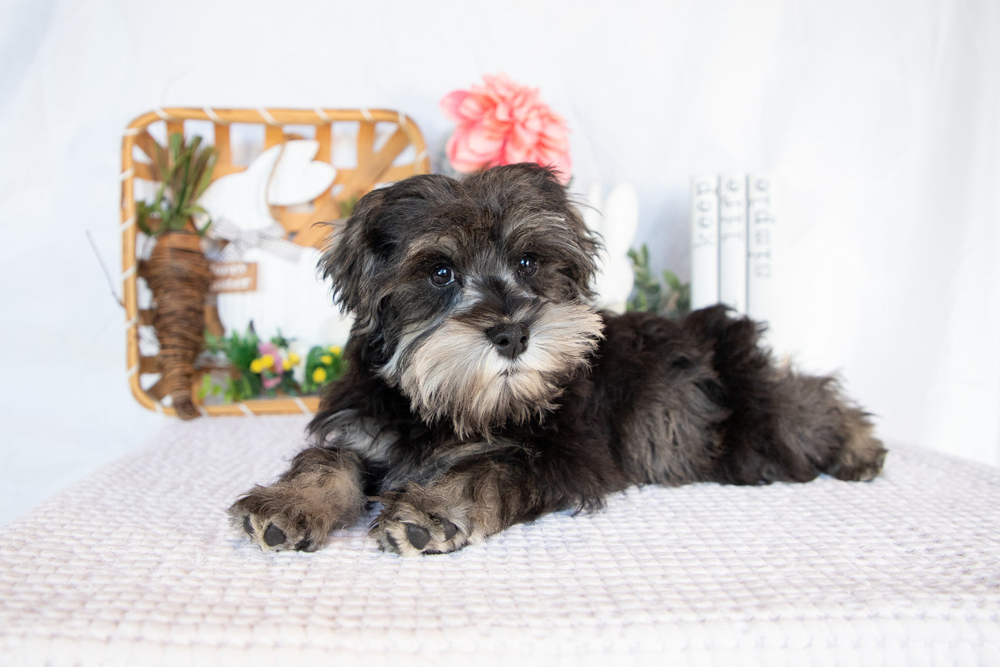 Miniature Schnauzer Male (Leo)