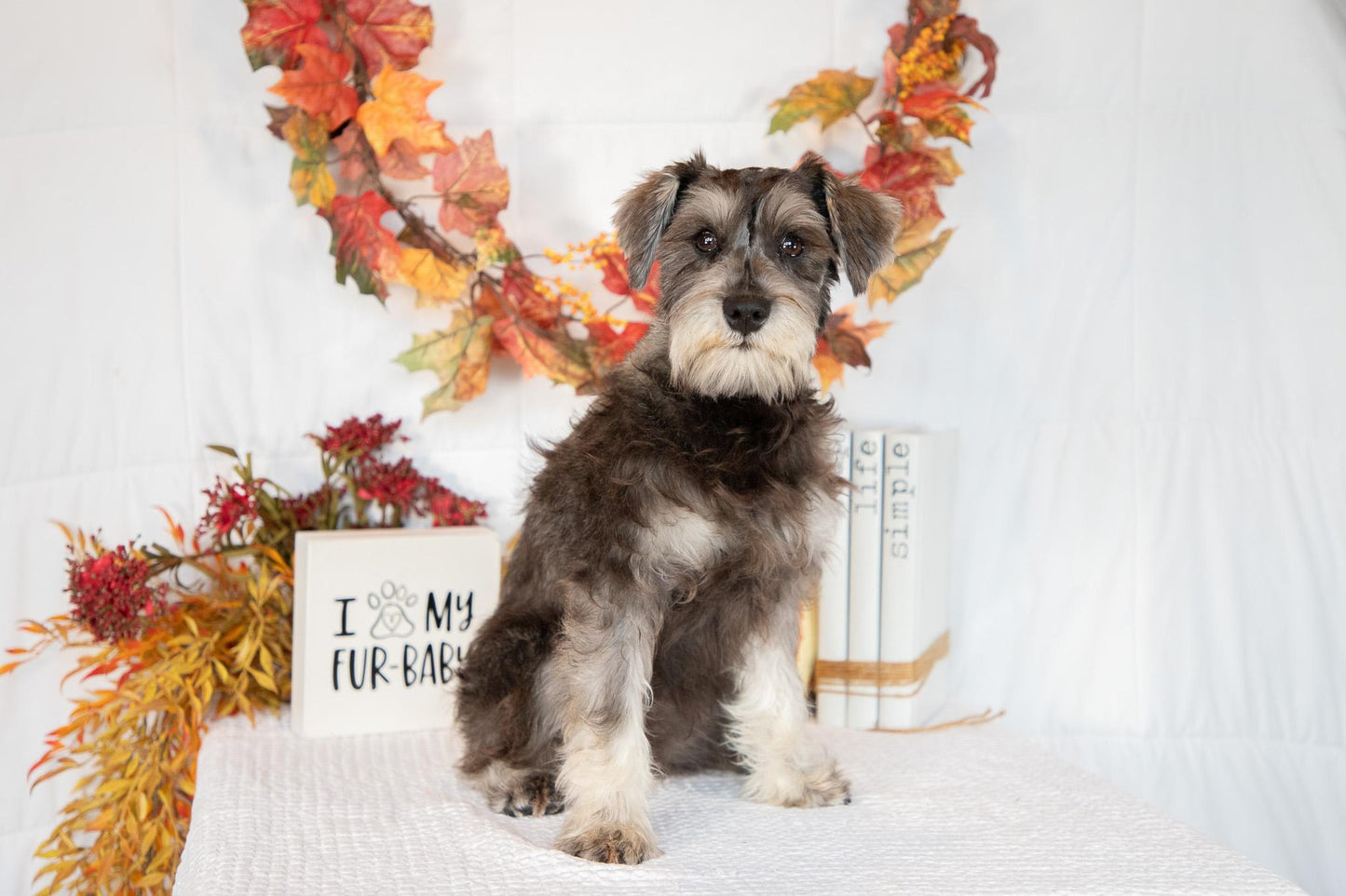 Miniature Schnauzer Female (Kingsley)