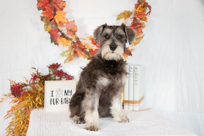 Miniature Schnauzer Female (Kingsley)