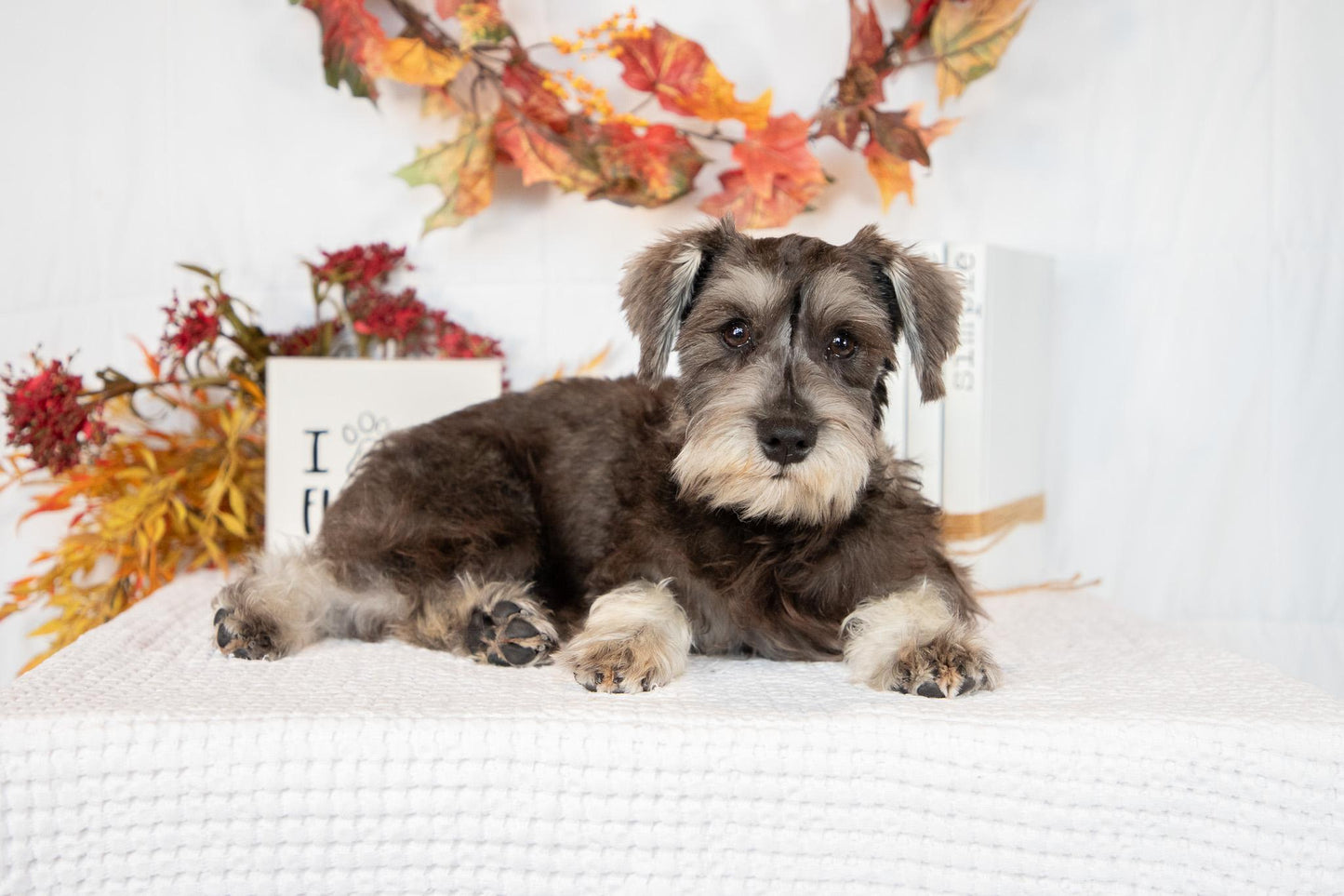 Miniature Schnauzer Female (Kingsley)