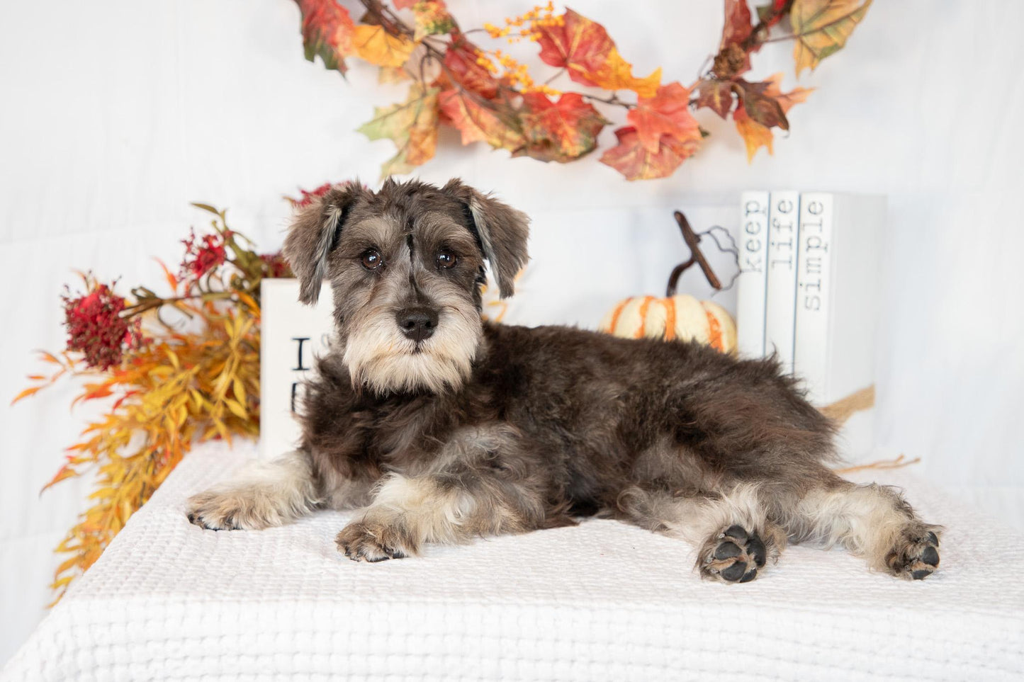 Miniature Schnauzer Female (Kingsley)