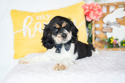 Fannie-Cocker Spaniel Female