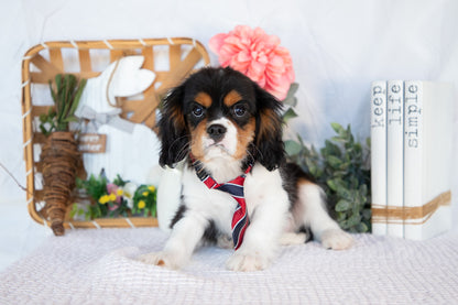 Cavalier King Charles Male (Jordy)