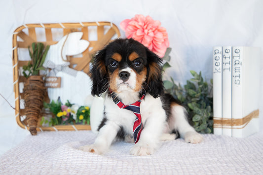 Cavalier King Charles Male (Jordy)